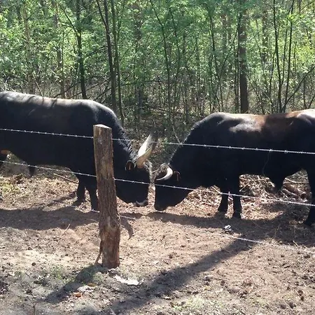 't Vosseven Basic Village de vacances *