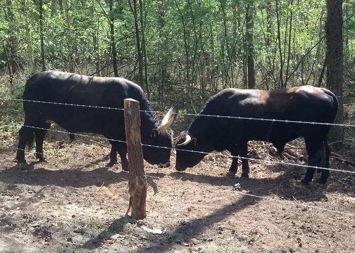 't Vosseven Basic Πάρκο διακοπών *